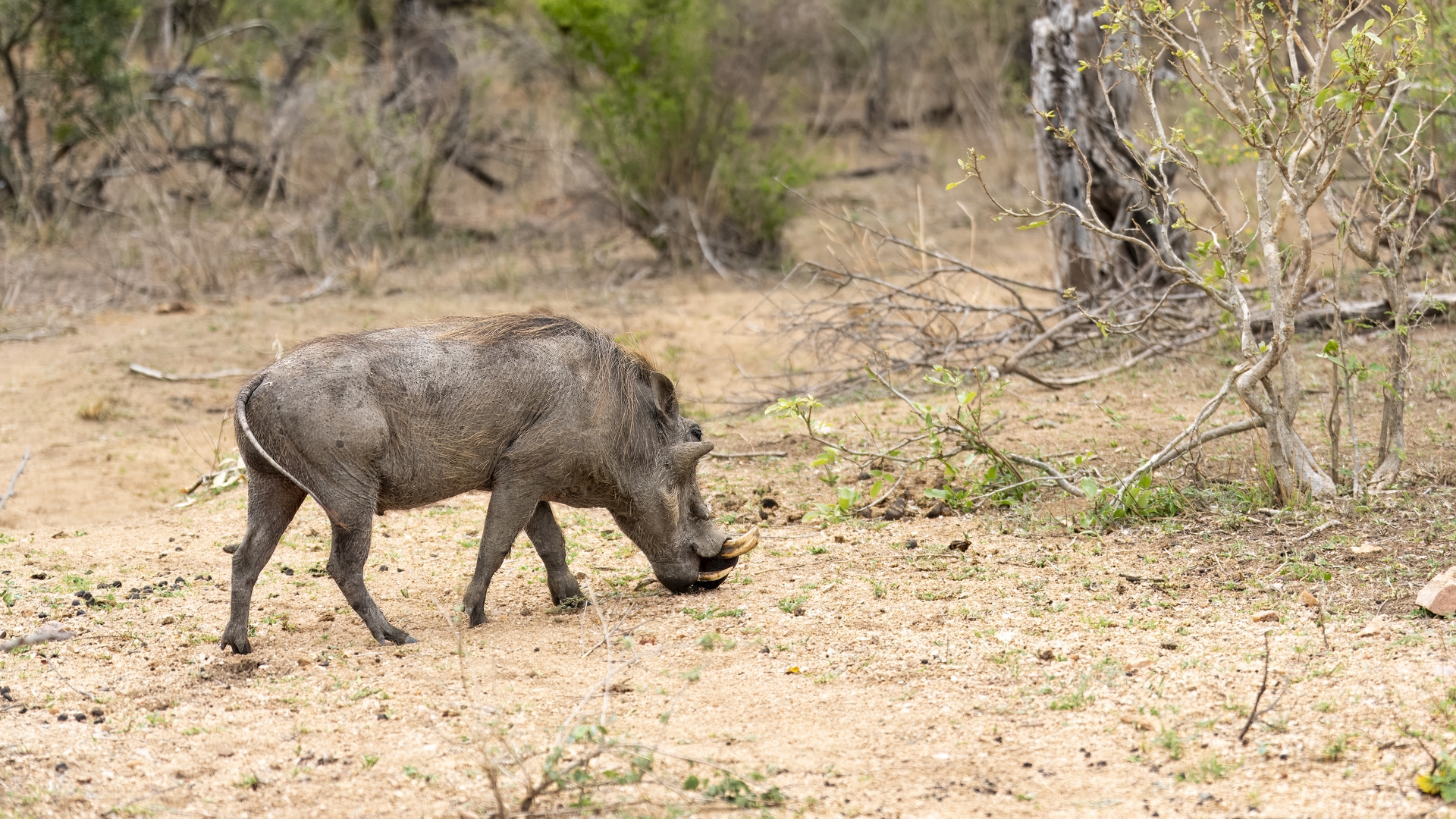 Kruger25 2025 10 28 11 34 17 ILCE 9M3 149